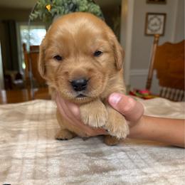 Blue boy - Golden male Golden Retriever puppy in Macy, Indiana from Macy Golden Meadows