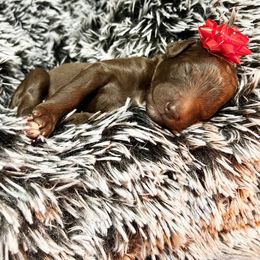 Poodle Puppies from The Poodle Boutique