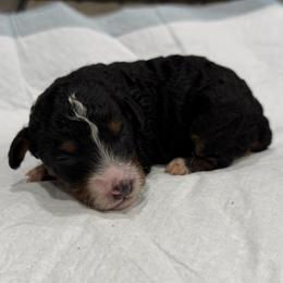 Girl 2 - Tri-color female Bernedoodle puppy in Spring Hill, Florida from Ohana Doodles