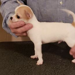 Chihuahua Puppies from Sheppard's Chihuahuas