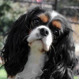 Cavalier King Charles Spaniels, Cavapoos, and Havanese from Grayfinn House
