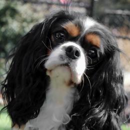 Cavalier King Charles Spaniels, Cavapoos, and Havanese from Grayfinn House