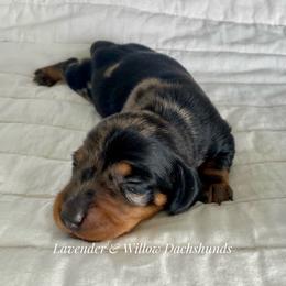 Male 3 - Dapple male Dachshund puppy in Elizabethtown, Kentucky from Lavender and Willow Dachshunds