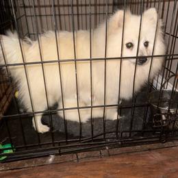 Girl 1 - White female American Eskimo Dog puppy in Squaw Valley, California from Bear Mountain