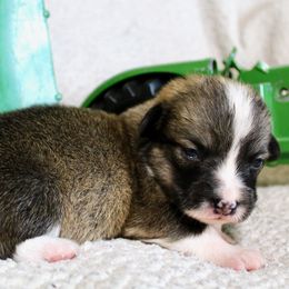 Case IH (Casey) - Sable male Pembroke Welsh Corgi puppy in Greentop, Missouri from Sevits Corgis & Golden Retrievers