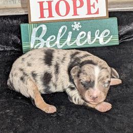Garth - Blue merle male Miniature Australian Shepherd puppy in Lufkin, Texas from Texas Lil Cowdogs
