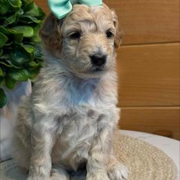 H-Purple Girl - Apricot female Goldendoodle puppy in Lewisville, Texas from Texas Goldendoodle Lovers