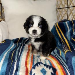 Leo - Black tri male Miniature Australian Shepherd puppy in Angleton, Texas from 4LH Australian shepherds