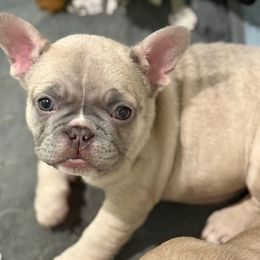 Rosalie - Blue fawn female French Bulldog puppy in Mountain View, Missouri from MO Frenchie Kisses