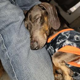 Blue - Dachshund