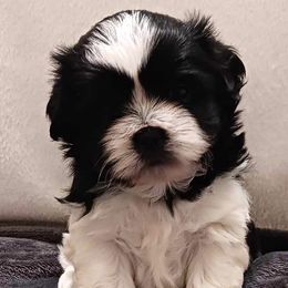 Starlord - Black and white Shih Tzu puppy in Parrish, Florida from Livingston Kennels