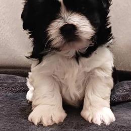 Starlord - Black and white Shih Tzu puppy in Parrish, Florida from Livingston Kennels