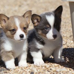 American Corgi, French Bulldog, and Pembroke Welsh Corgi Puppies from Moonstone Corgis & Frenchies