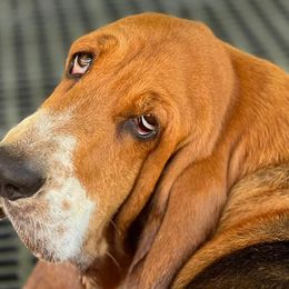Violet - Basset Hound