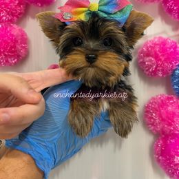 Yorkshire Terrier Puppies from Enchanted Yorkies