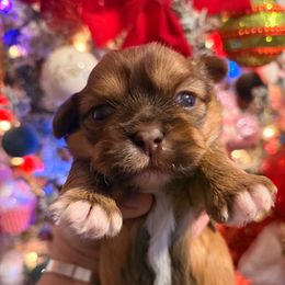 Simon - Tricolor male Shih Tzu puppy in Wilkesboro, North Carolina from Frannie and Annie Shih Tzu Babies
