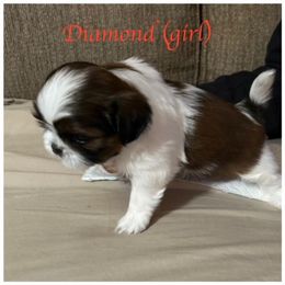 "Diamond is still available" Shih Tzu Puppies from Starr Thomas