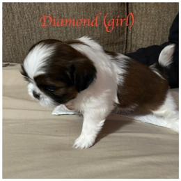 "Diamond is still available" Shih Tzu Puppies from Starr Thomas