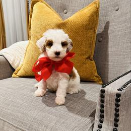 Red Collar - Parti male Goldendoodle puppy in Miami, Florida from GoldStar Doodles USA