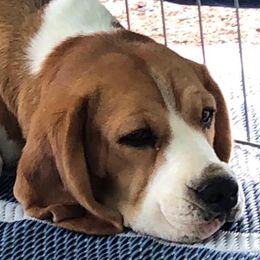 Beagles from Diamond Beagles