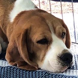 Beagles from Diamond Beagles