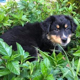 Australian Shepherd Puppies from Southern Boy Blues Aussies