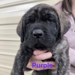 Purple Girl - Brindle female Mastiff puppy in Hernando, Mississippi from Trindade Mastiffs