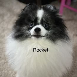 rocket - Pomeranian