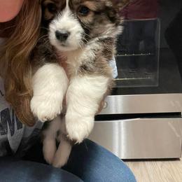 Phoebe - Pembroke Welsh Corgi puppy in White, Georgia from Royal Diamond Corgis