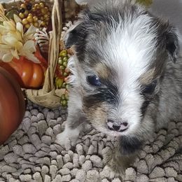 Hector - Blue merle male Miniature Australian Shepherd puppy in Hartselle, Alabama from ELSRi’s Crimson Cross Mini Aussies