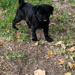 Rogue - Pug puppy from Freedom Meadow Farm