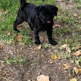 Rogue - Pug puppy from Freedom Meadow Farm