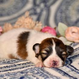 D - White and red female Pembroke Welsh Corgi puppy in East Canton, Ohio from Victorian Farms