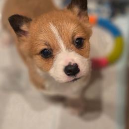 Peanut - Sable male Pembroke Welsh Corgi puppy in Mouth Of Wilson, Virginia from Holly Ridge Aussies, Aussiedoodles & Corgis