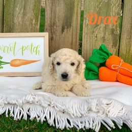 Poodle Puppies from Cosmic Caliber Standard Poodles