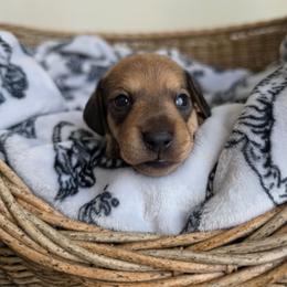 Benson - Cream male Dachshund puppy in Grants Pass, Oregon from Redwood Dachshunds