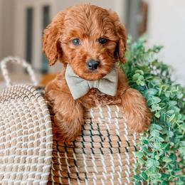 Apollo - Red  male Goldendoodle puppy in Iola, Texas from Supreme Doodles of Texas