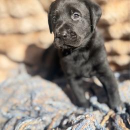 Trek - Black male Labrador Retriever puppy in Sweet Home, Oregon from Knotty Creek Labradors