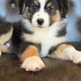 Wade-has tail-many videos - Black tri-color male Australian Shepherd puppy in Troy, South Carolina from Australian Shepherds of 3/W Farms