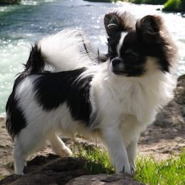 Chihuahuas and Cocker Spaniels from Keto Kennels
