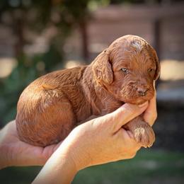 Black Collar Boy - Red  male Poodle puppy in Modesto, California from Dry Creek Poodles