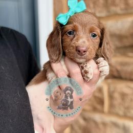 Betty - Fawn (isabella) and tan female Dachshund puppy in Marion, Ohio from Doodles & Doxies