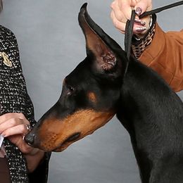 Echo - Doberman Pinscher