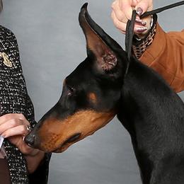 Echo - Doberman Pinscher