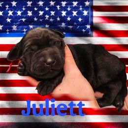 Juliette - Black female Dilute Retriever puppy in Sidney, Nebraska from Nebraska Strong Labradors