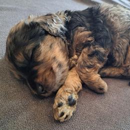 Pink Girl 1950 - Chocolate merle female Bernedoodle puppy in Lafayette, Alabama from Williams Lake Kennels
