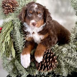 Nerf - Red tri-color male Assorted Doodle Crosses puppy in Randolph, Utah from Dry Canyon Pups
