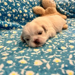 Girl 1 - Gold and white female Shih Tzu puppy in Tampa, Florida from Sarayas Shih Tzus