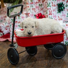 Cara - Cream female Poodle puppy in Leonard, Texas from Laird Farms