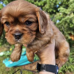 Black - Ruby male Cavalier King Charles Spaniel puppy in Utah from Parker Puppies